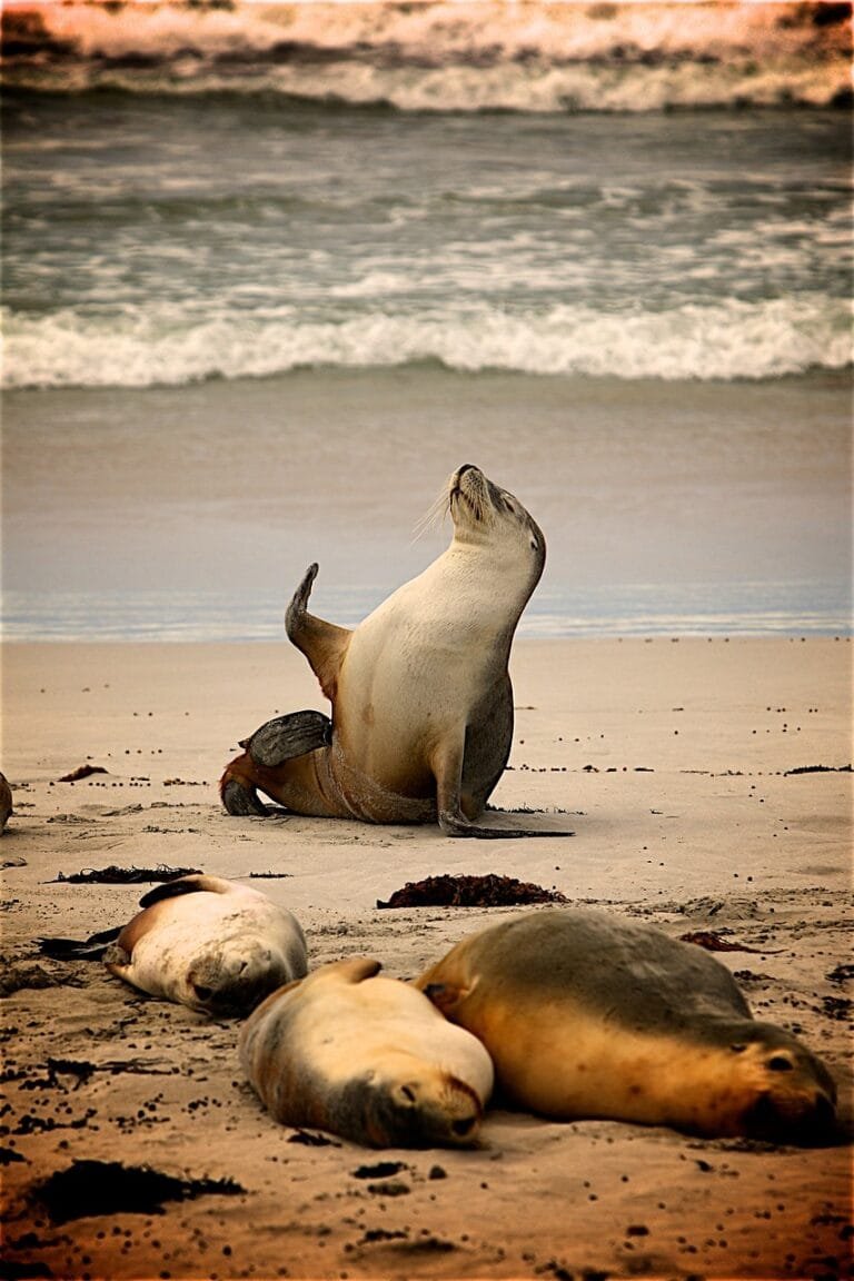 seals, sea, beach, sand, animals, seashore, nature, shore, pinnipeds, marine life, sea animals, marine mammals, wildlife, wildlife photography, animal world, seals, seals, seals, seals, seals, sea, beach, beach, animals, marine life, marine life, sea animals