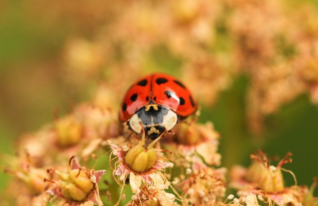 ladybird, ladybug, harlequin, harlequin ladybird, insect, beetle, red, harmonia, invasive, invasive species, invasive species, invasive species, invasive species, invasive species, invasive species