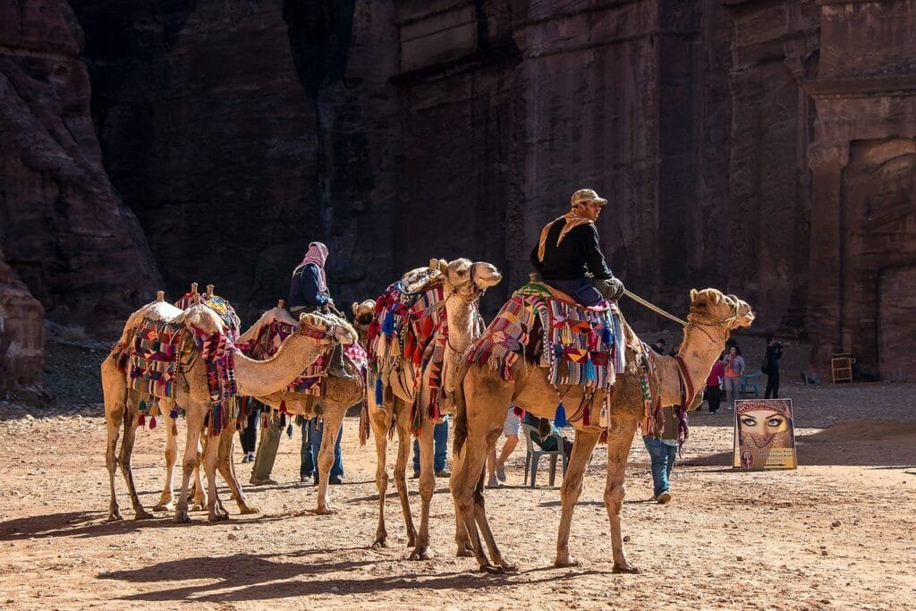jordan, petra, camels, dromedary, nature, desert, tourism, jordan, jordan, jordan, jordan, petra, petra, petra, camels, camels, desert, desert, desert, desert, desert, tourism, tourism, tourism