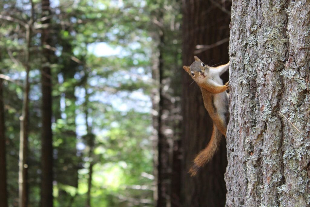 A curious squirrel clings to a tree trunk in a lush, sunlit forest.