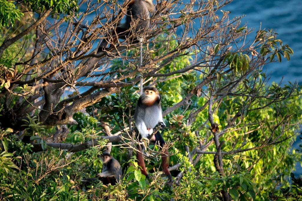 Red-shanked douc monkeys perched on tree branches in a tropical jungle setting.