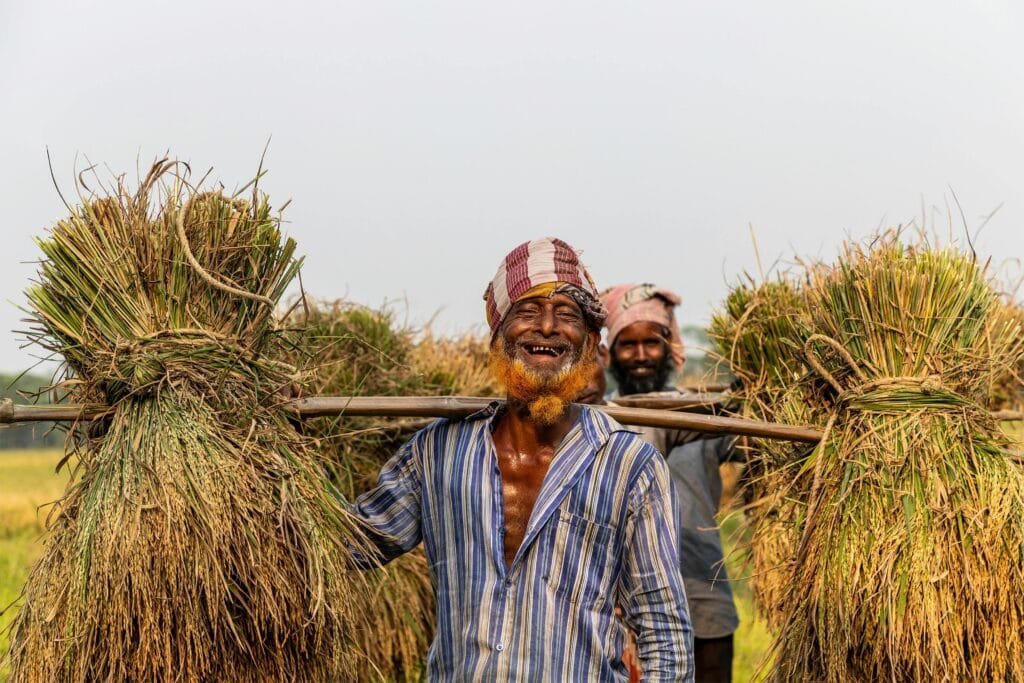 Joyful farmers carrying freshly harvested rice bundles in vibrant fields.