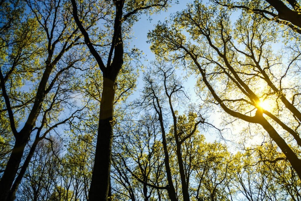 Sunlight filtering through a lush, green forest canopy in springtime