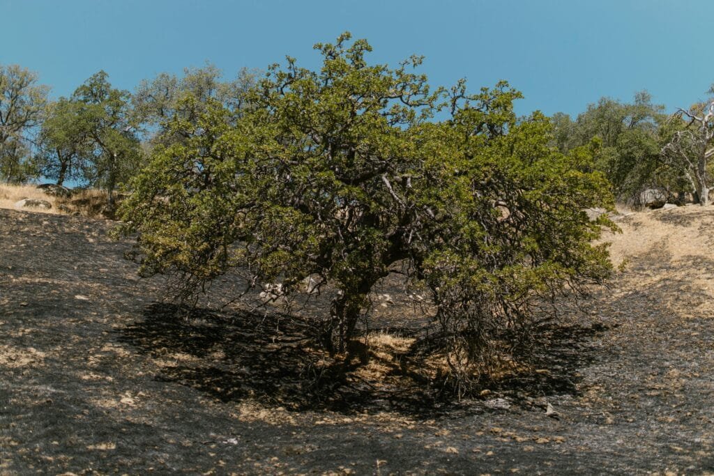 A lone tree stands resilient amidst a charred landscape after a wildfire, under a clear blue sky.